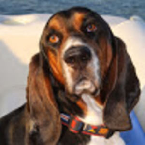 Meet your Posher, Susan